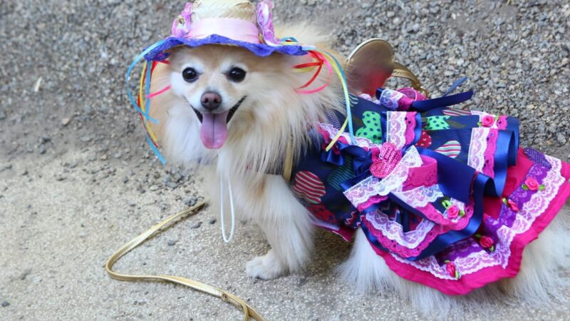 Festa junina para pets agita Santo André neste domingo