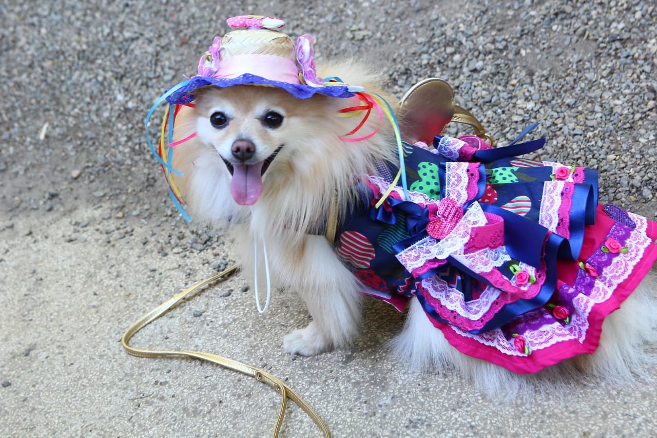 Festa junina para pets agita Santo André neste domingo