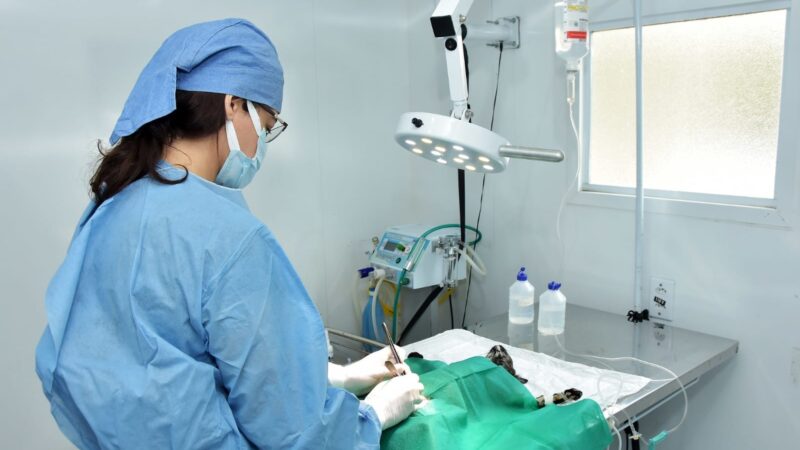 Santo André disponibiliza solicitação de castração online via portal, app e Whatsapp