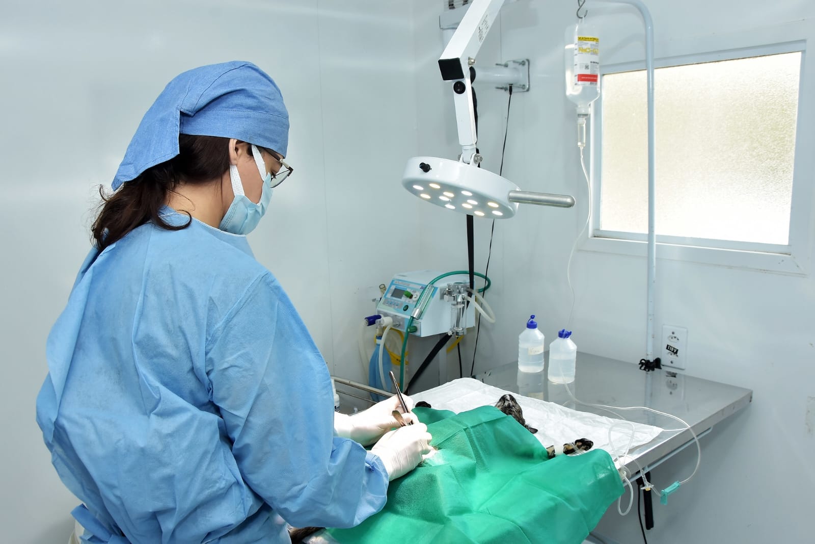 Santo André disponibiliza solicitação de castração online via portal, app e Whatsapp