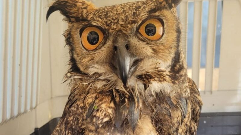 Santo André: Coruja Jacurutu ferida por linha com cerol é resgatada no Polo Petroquímico