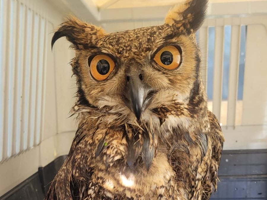 Santo André: Coruja Jacurutu ferida por linha com cerol é resgatada no Polo Petroquímico