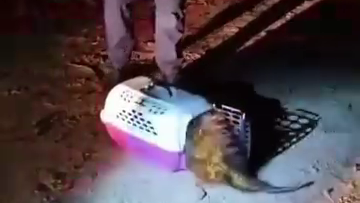 Porco-Espinho é resgatado e solto em Parque de Mauá