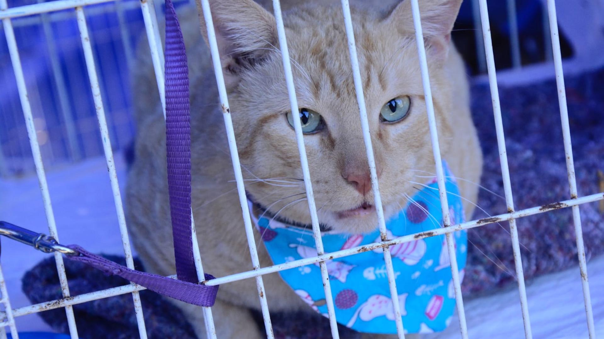 Adote Um Novo Amigo Em Santo André! 117 Pets Esperam Por Um Lar.