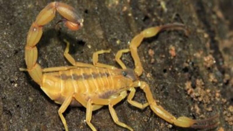 São Bernardo: Alerta Sobre Escorpiões E Reprodução Exige Cuidados