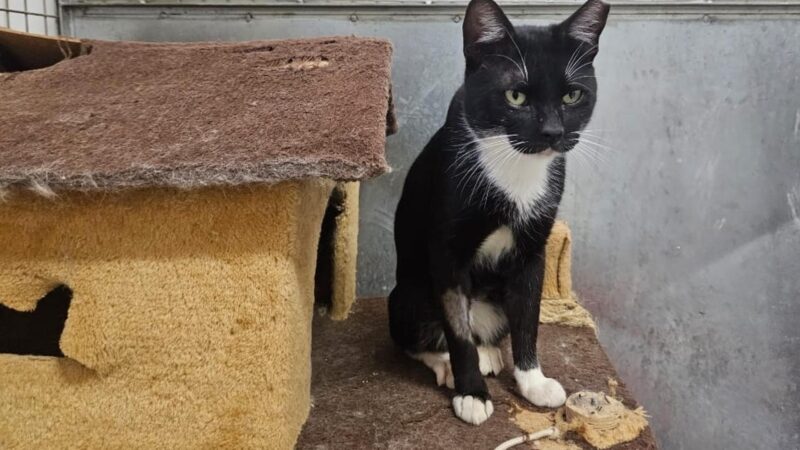 São Bernardo Tem Feira De Adoção: Encontre Um Novo Amor De 4 Patas