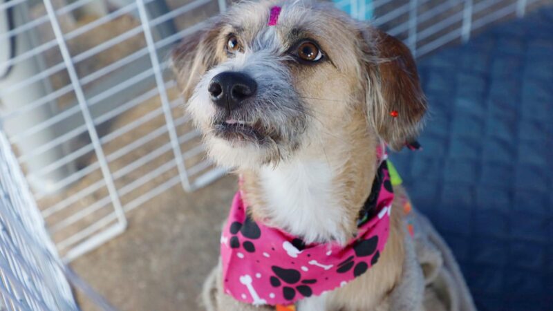 Santo André: 153 Pets Esperam Por Você!