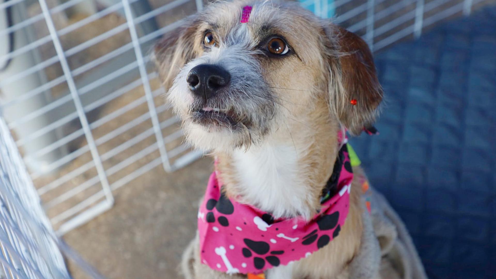 Santo André: 153 Pets Esperam Por Você!