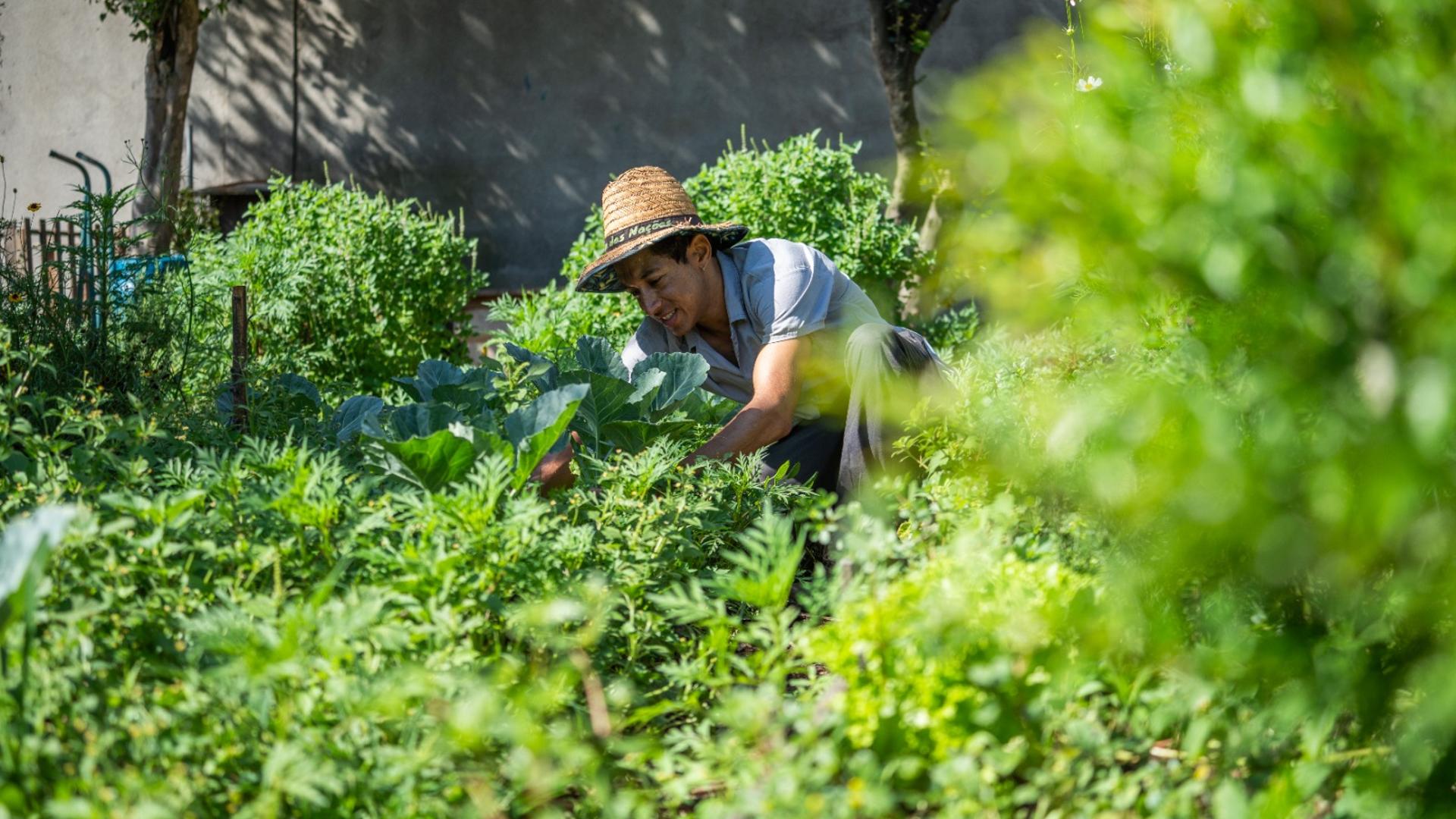 Descubra como Santo André quer transformar a cidade com nova política de agricultura urbana