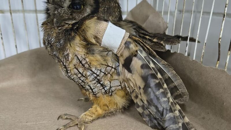 Guarda Ambiental de São Bernardo: de coruja ferida a saruê preso, resgates emocionam