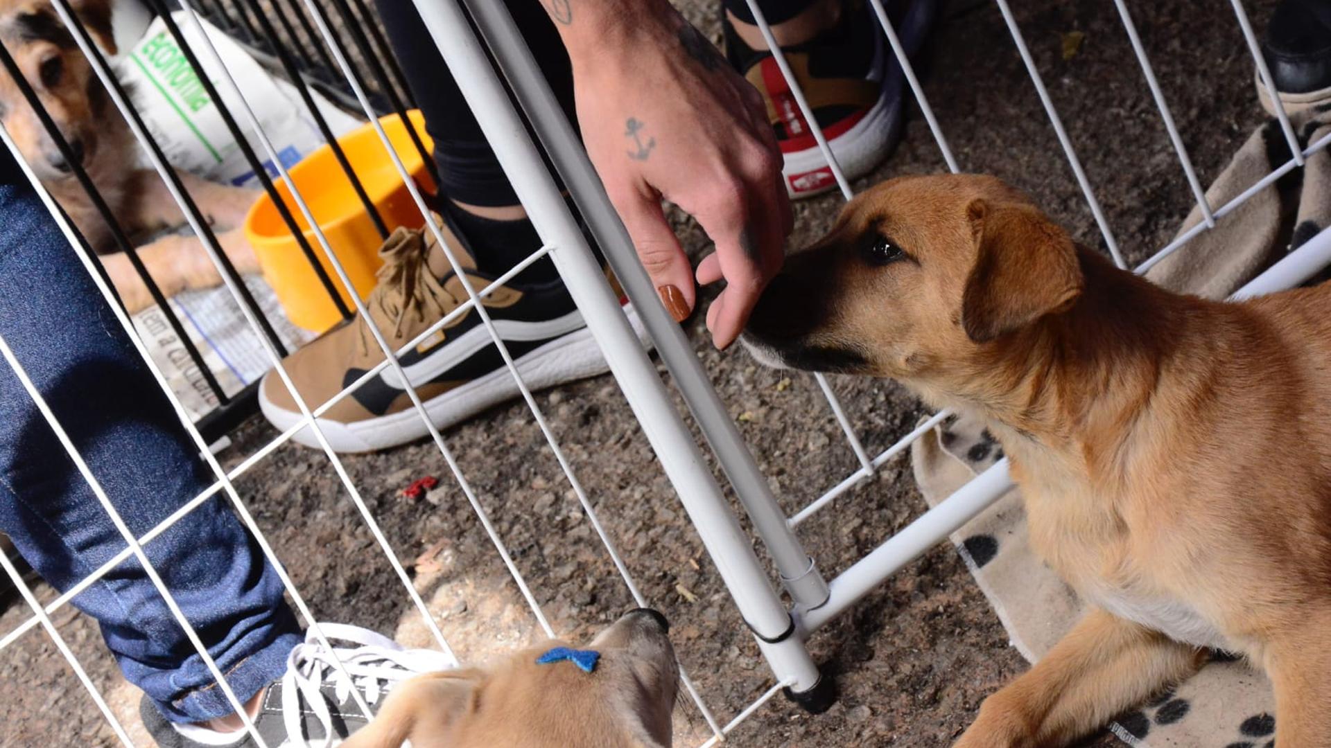 Oportunidade única: Feira de adoção em Santo André antecipa data com 172 animais à espera de um lar