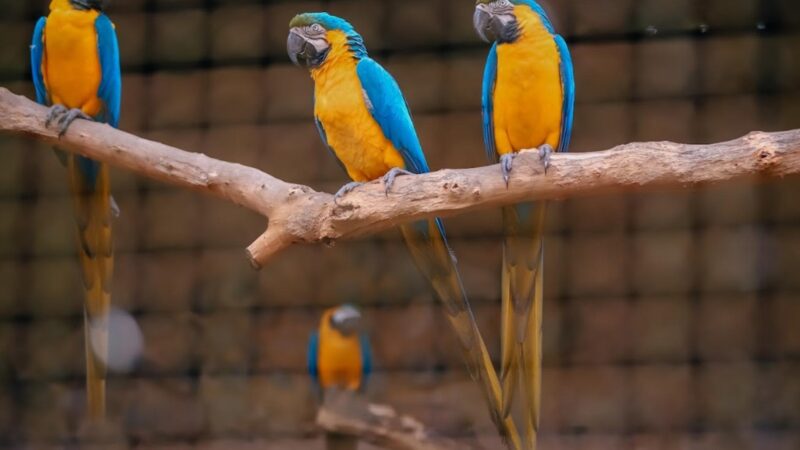 São Bernardo: Zoológico celebra 40 anos com soltura de animais e programação especial de conservação