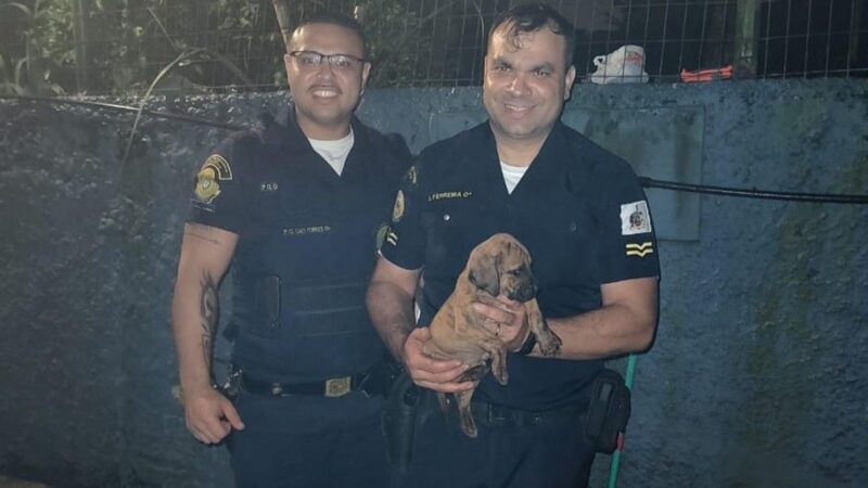Resgate emocionante: GCM de São Bernardo salva filhote em terreno perigoso após apelo