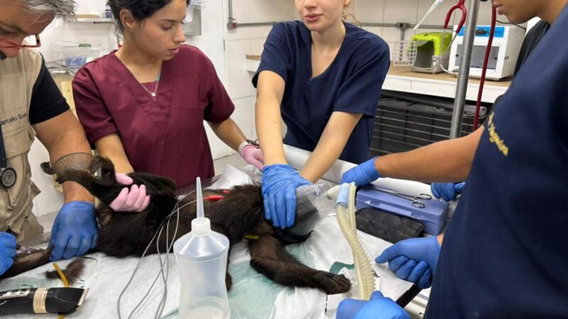 Zoo de São Bernardo: 80 animais resgatados em 45 dias